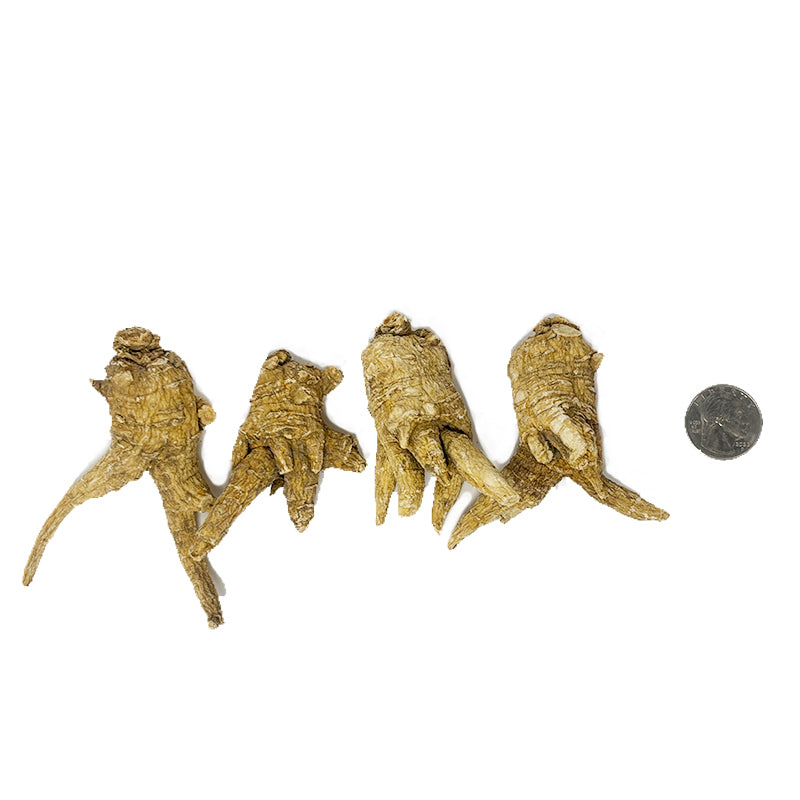 American Ginseng E1U