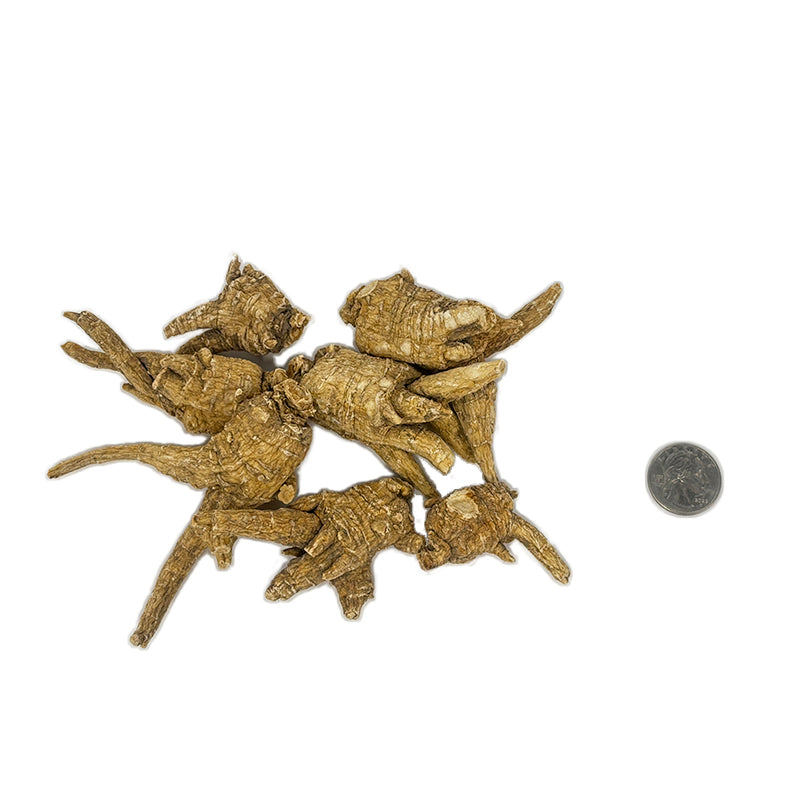 American Ginseng E1U