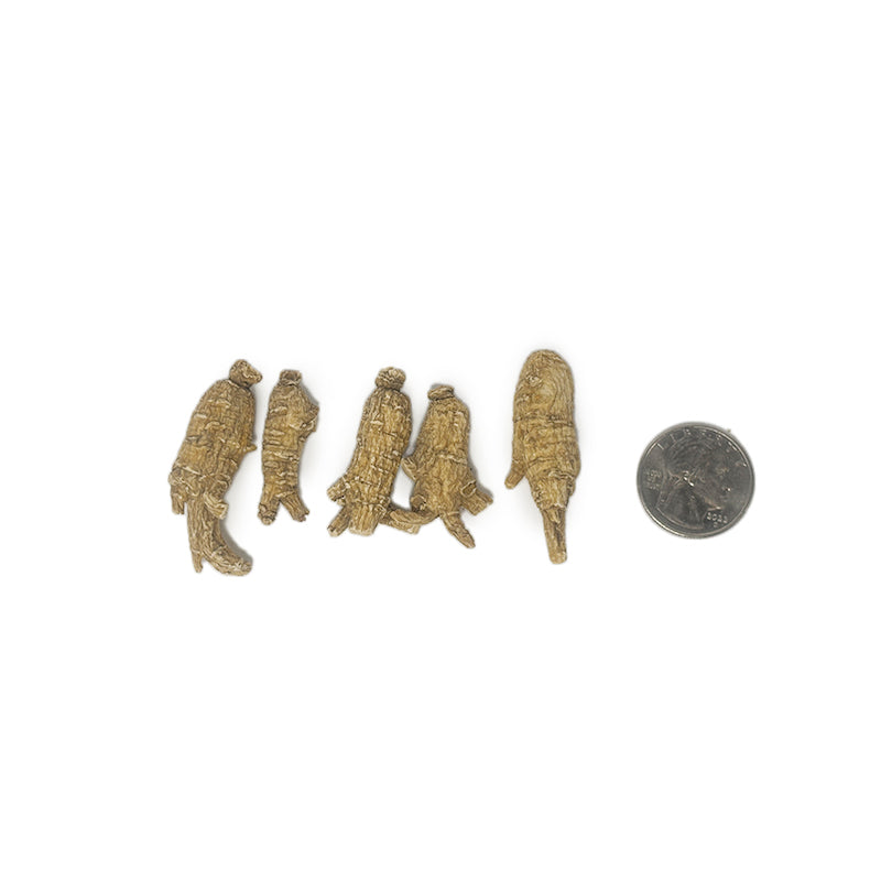 American Ginseng E-7U