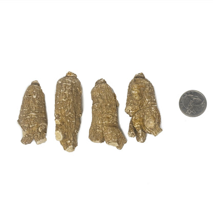 American Ginseng A-1U