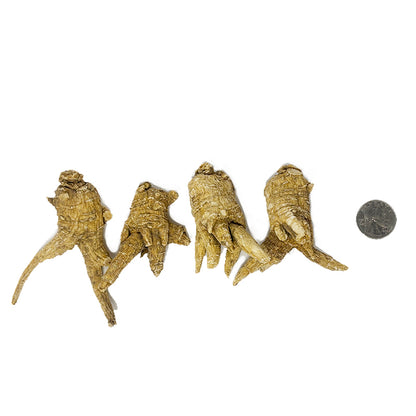 American Ginseng E1U