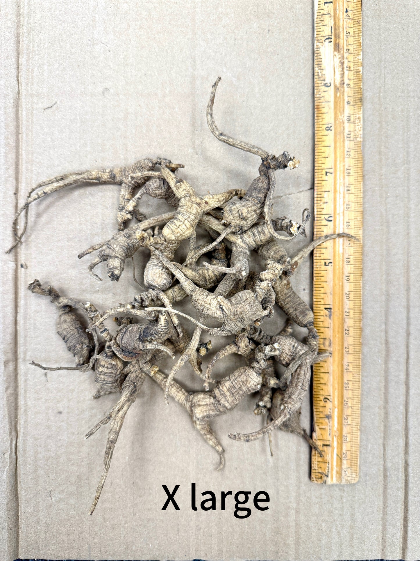 美國野山參 特大號 USWGXL